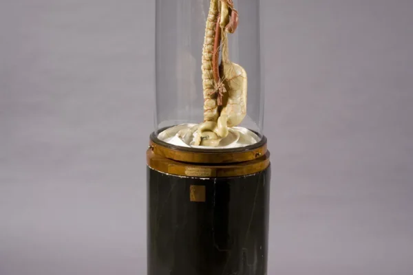 Anónimo, Sistema digestivo, Museo Luigi Rolando