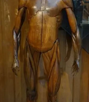 Modelo anatómico clástico en madera
