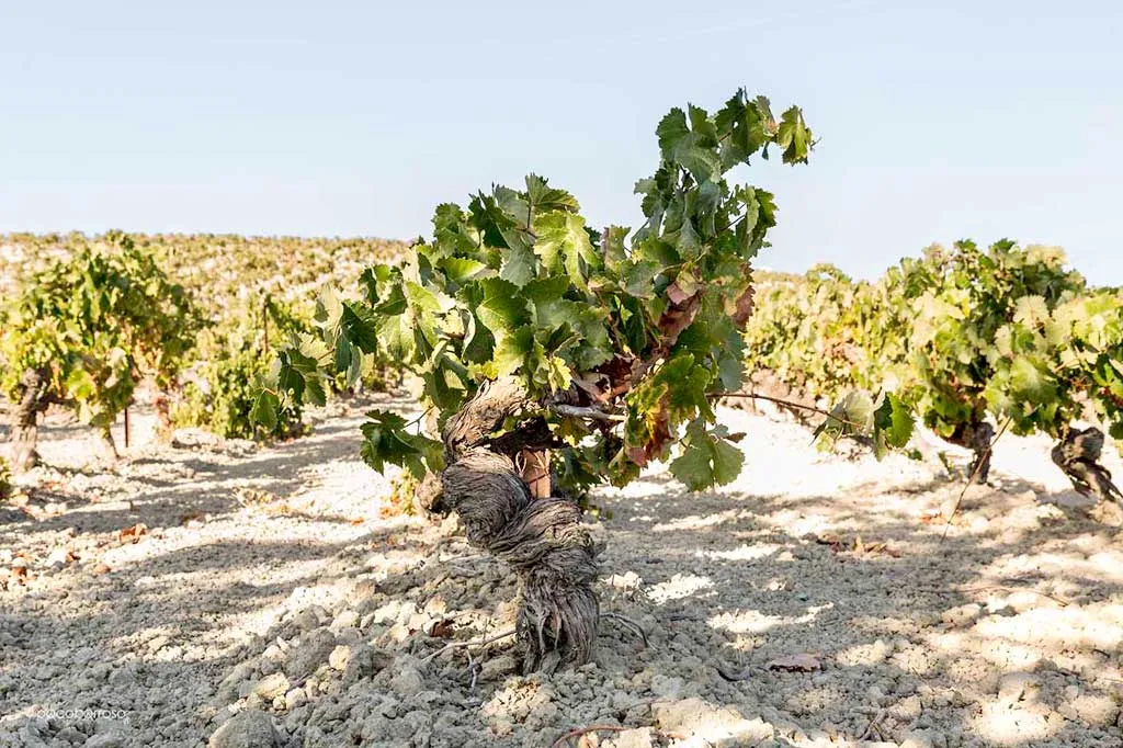 Una historia más que probable – Los vinos de Jerez (3/4)